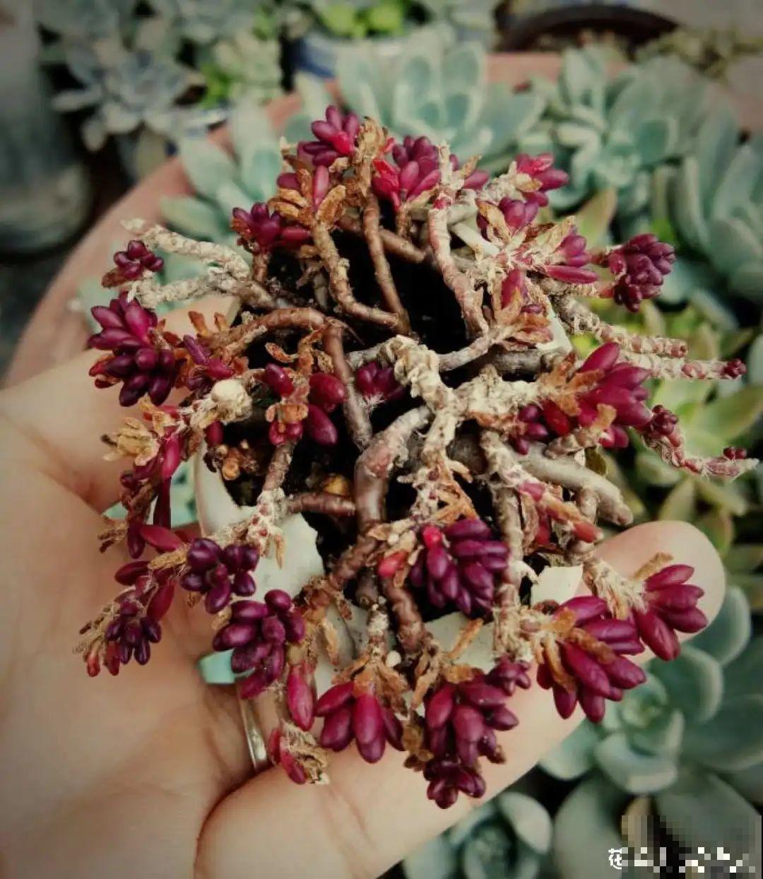 蛋壳里养多肉,长成老桩超好看,还能废物利用 蛋壳里养多肉,长成老桩超好看,还能废物利用