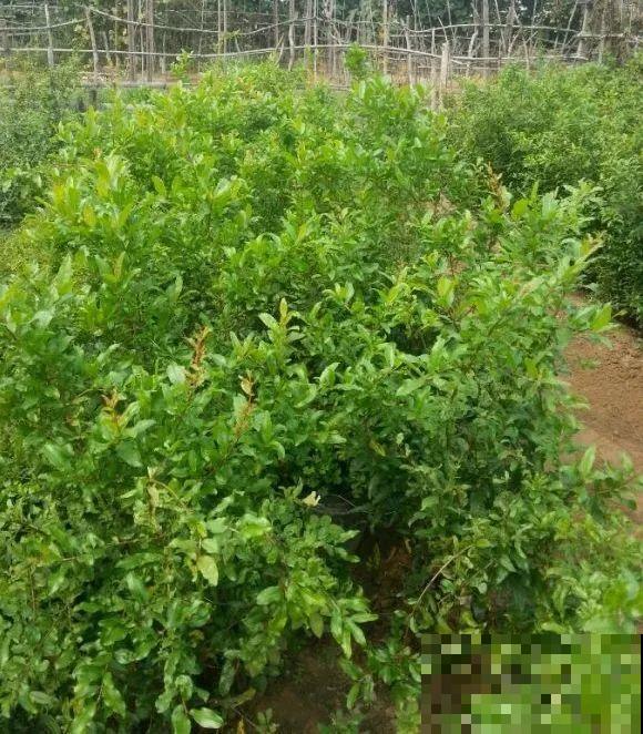 春天的大粗杆子，直接插土里，很快就生根