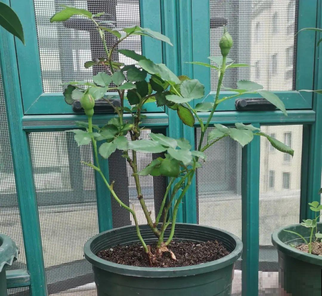 新买的绣球别猛晒，养在阴凉通风处最好，不然叶子全晒焦了