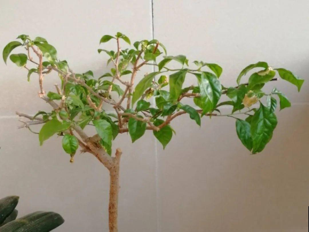 春天肥料要用对，根据植株种类施，效果更好