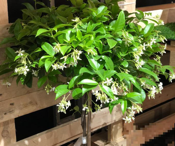 晒不死、热不死的花,越晒花越多,越热长越快 晒不死、热不死的花,越晒花越多,越热长越快