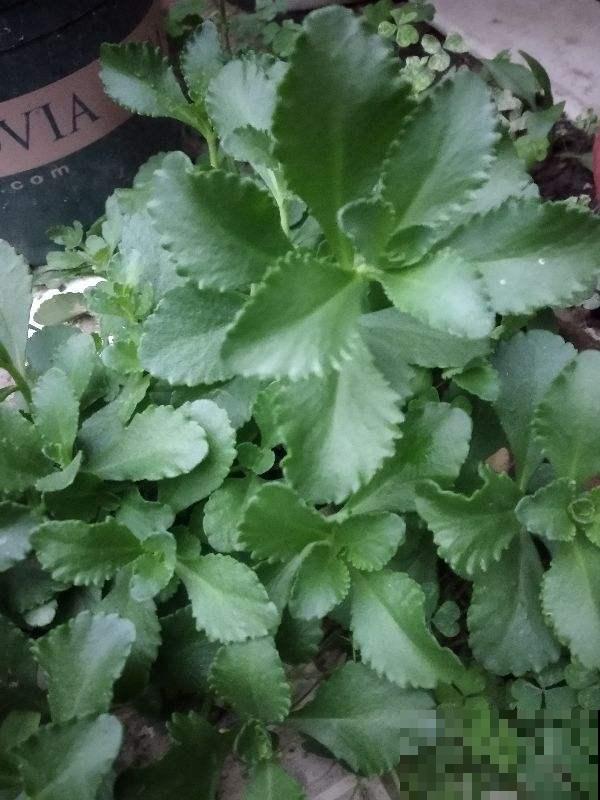 春天的野菜要趁新鲜，过了这季就没了，错过再等一年