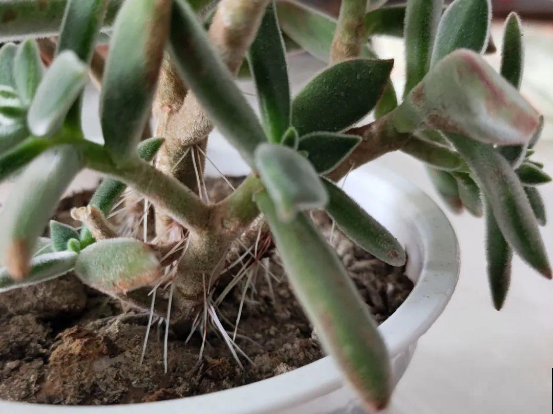 超过28℃,多肉7个现象就很危险,现在知道还不晚 超过28℃,多肉7个现象就很危险,现在知道还不晚