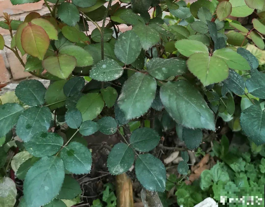 施肥用氮肥要节制，太心急容易烧苗，千万别用多