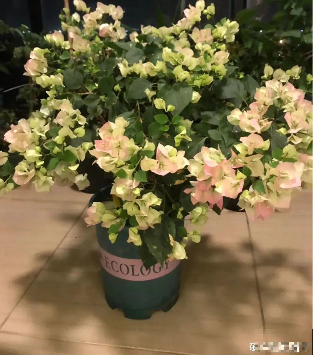 米兰花喜欢喝醋，一个月来一勺，花苞嘟噜噜冒