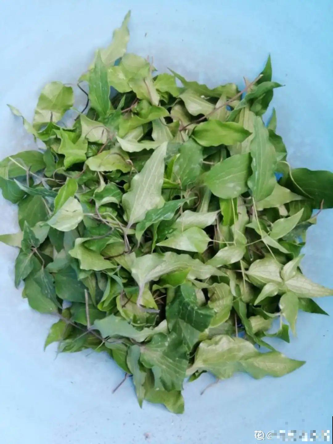 11种常见花，现在扦插，成活率特高