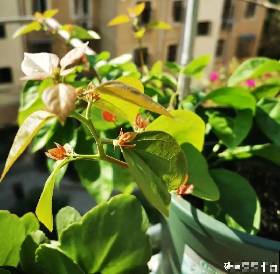 初春浇水要谨慎，浇水浇不对，小心全军覆没