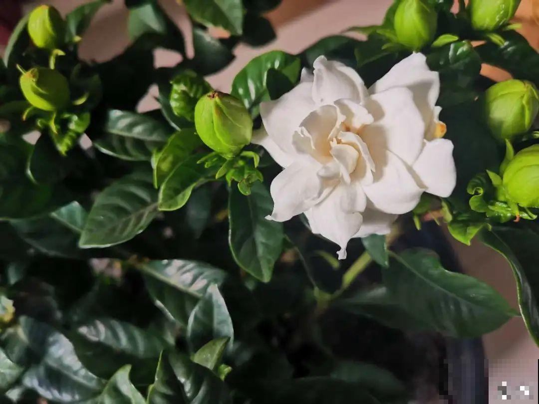 花市里买花,巧认识“激素苗”,买花不上当 花市里买花,巧认识“激素苗”,买花不上当