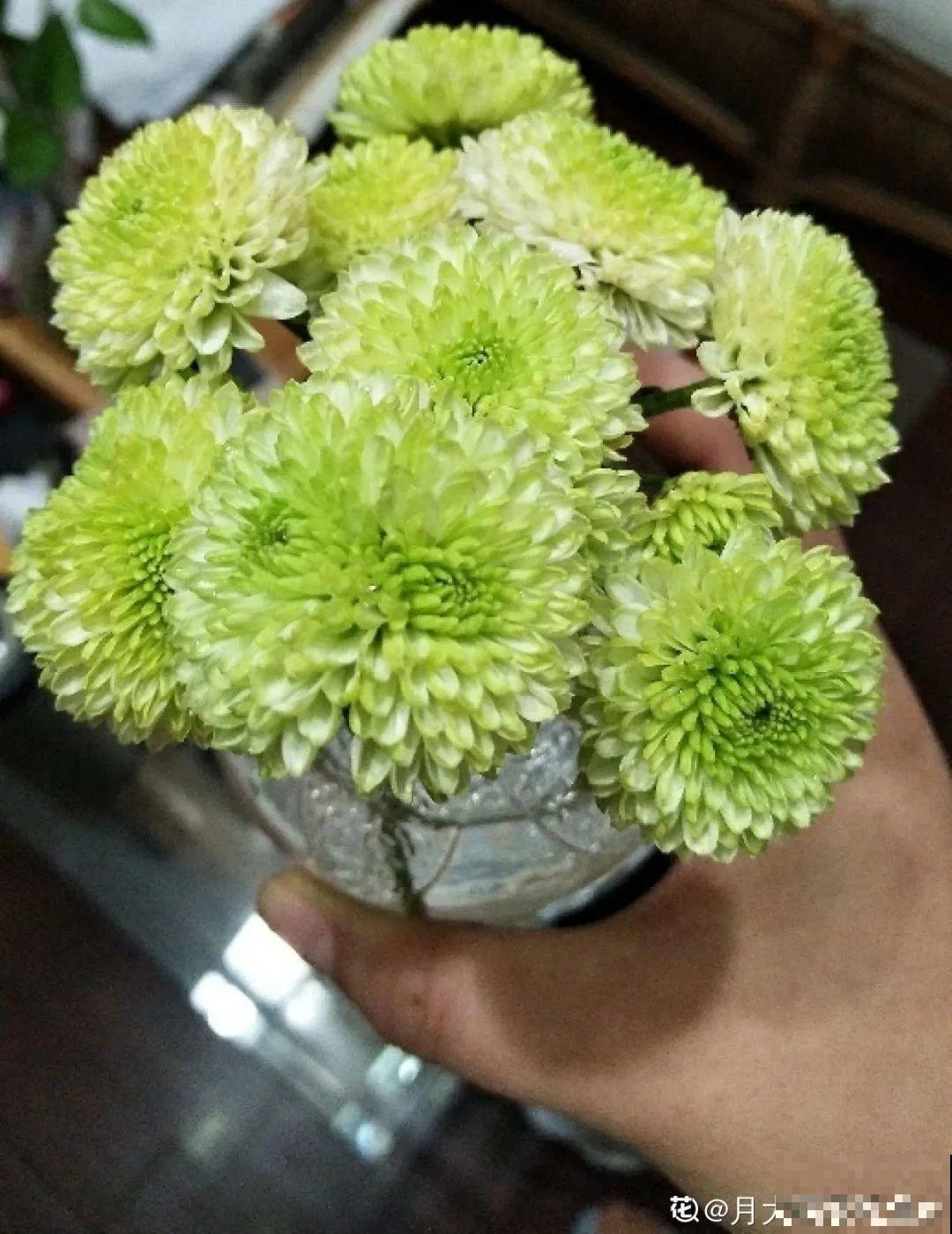 春天养盆绿色花,看着清爽干净,今年一定要养一盆 春天养盆绿色花,看着清爽干净,今年一定要养一盆