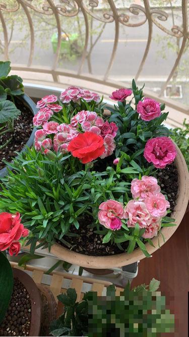 人人都知道的母亲花，开花鲜艳好看，花期超长