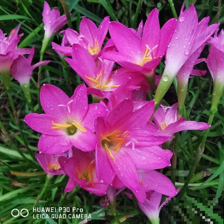 垃圾桶边捡的种球,回家种地里,淋雨开花一大片 垃圾桶边捡的种球,回家种地里,淋雨开花一大片