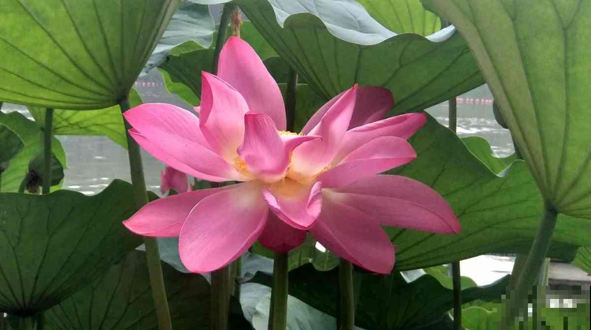 夏天要养耐热花，35度高温都能开花，超级耐晒