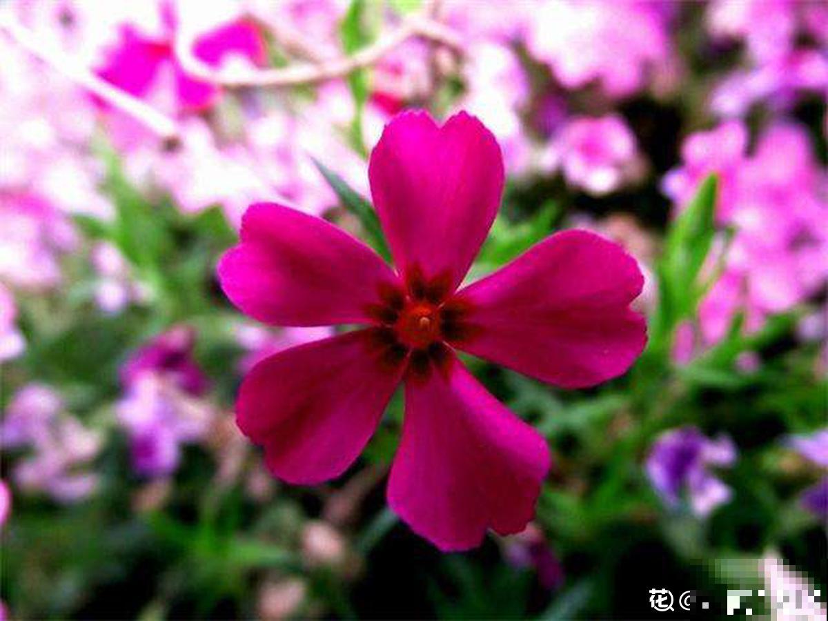 家里养盆小众花，开花又美又仙，养过的人不多