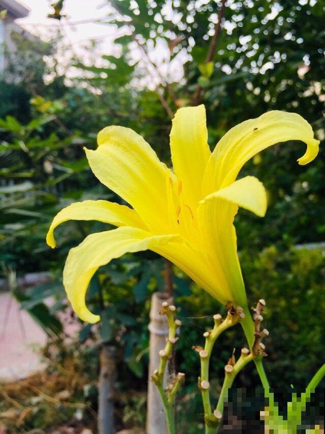 仙剑三的主角原来都是花的名字，追了那么久，居然都不知道！