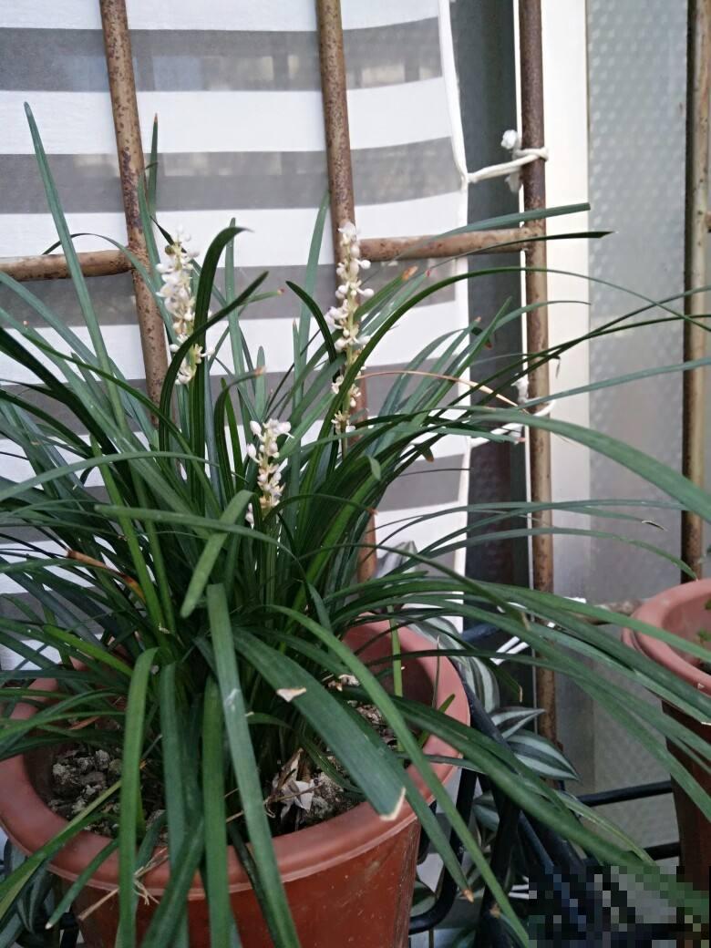 路边常见的野花,叶子像兰花,开粉色小花特可爱 路边常见的野花,叶子像兰花,开粉色小花特可爱