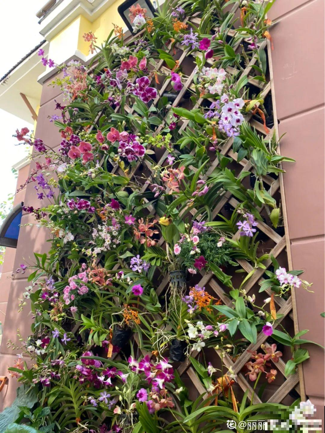 屋里种一棵爬藤花，夏天开花超旺，越热开花越多