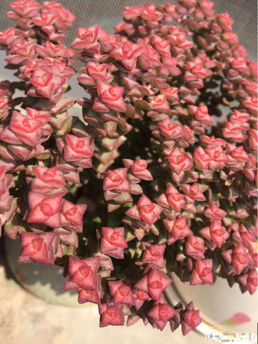 6种花夏天扦插,枝条剁8段、撒土里,3岁小孩都能插活! 6种花夏天扦插,枝条剁8段、撒土里,3岁小孩都能插活!