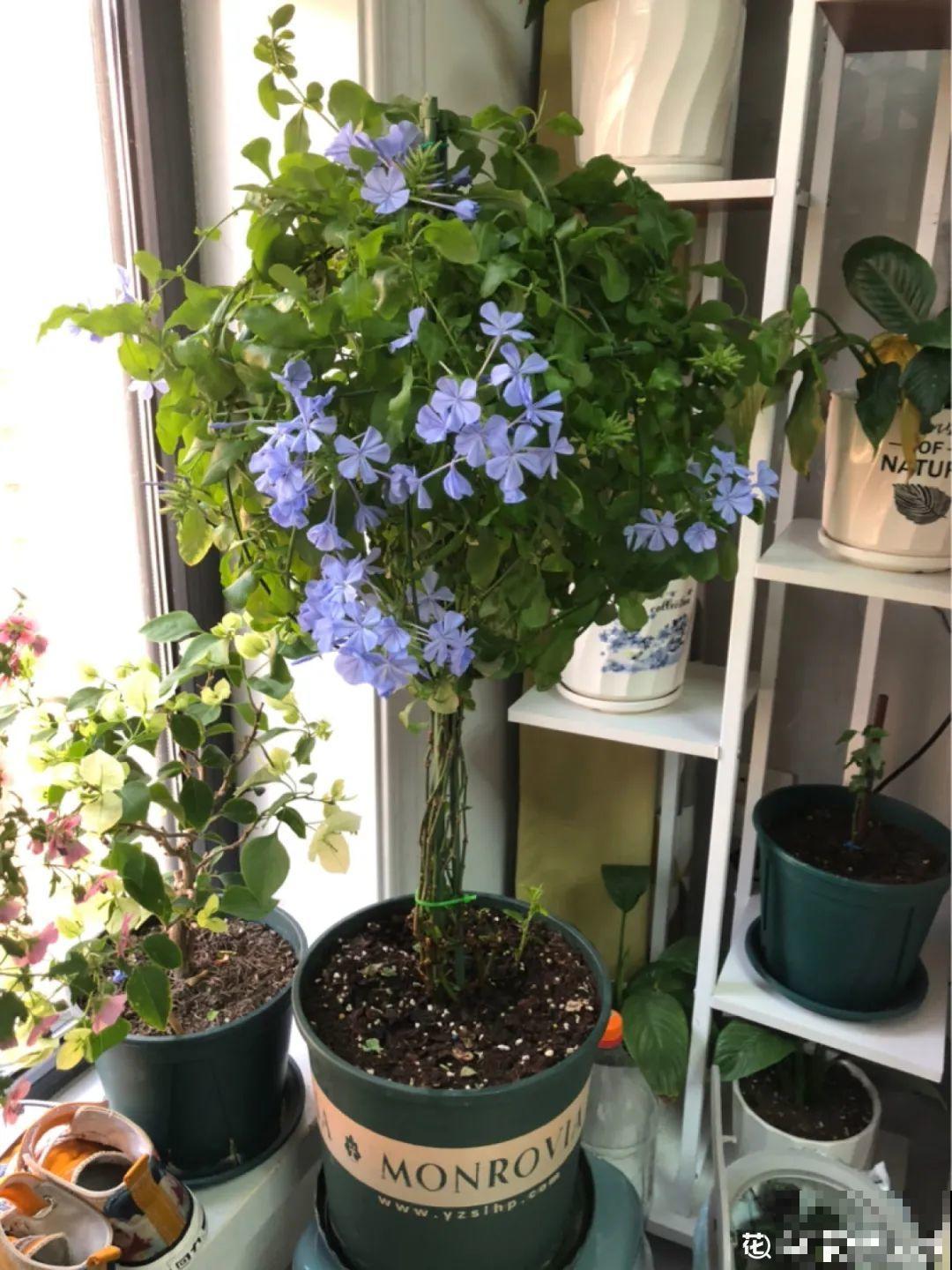 养多肉不用买花盆,只需一些水泥,自己就能DIY做花盆 养多肉不用买花盆,只需一些水泥,自己就能DIY做花盆