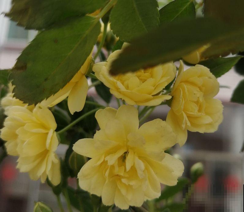 邻居种的风车茉莉,直接长到我家来,天天赏花特开心 邻居种的风车茉莉,直接长到我家来,天天赏花特开心