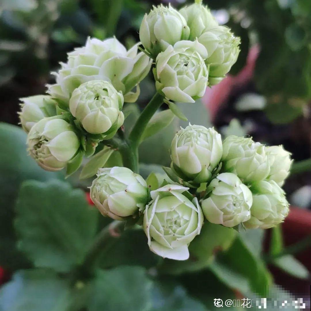 春天养盆绿色花,看着清爽干净,今年一定要养一盆 春天养盆绿色花,看着清爽干净,今年一定要养一盆