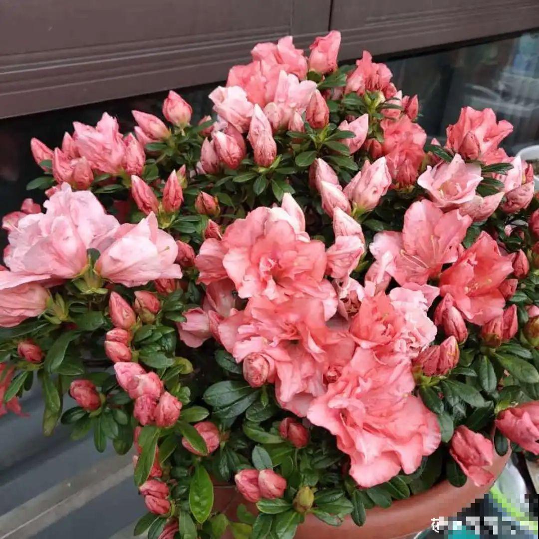 初春浇水要谨慎，浇水浇不对，小心全军覆没