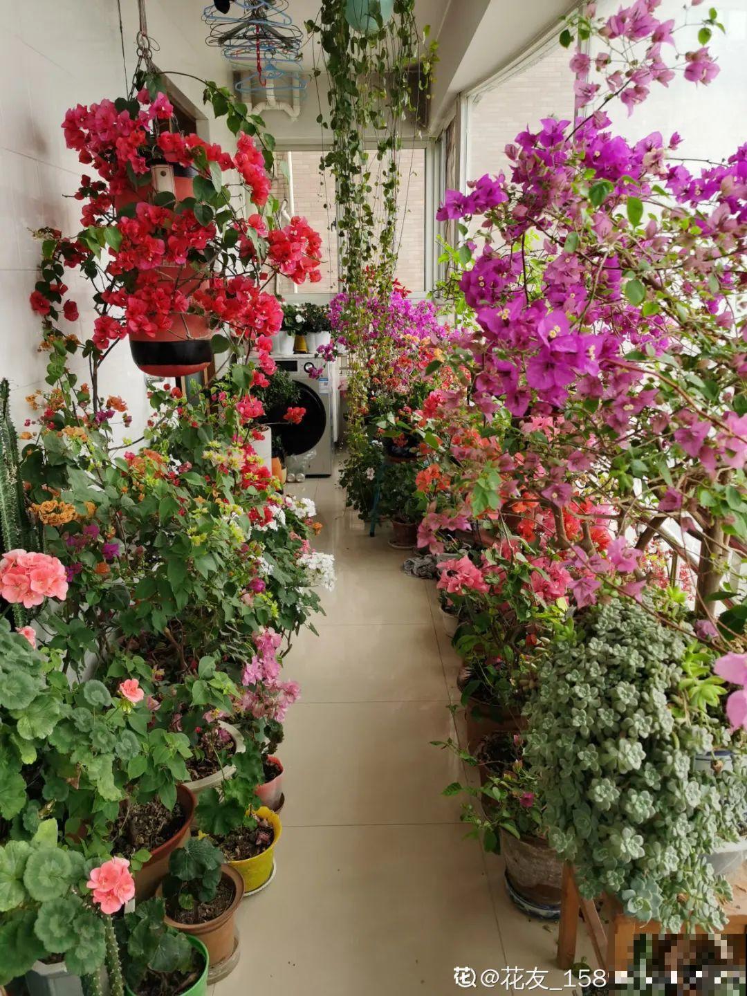 9层楼高的三角梅，足足养了28年，不得不服！