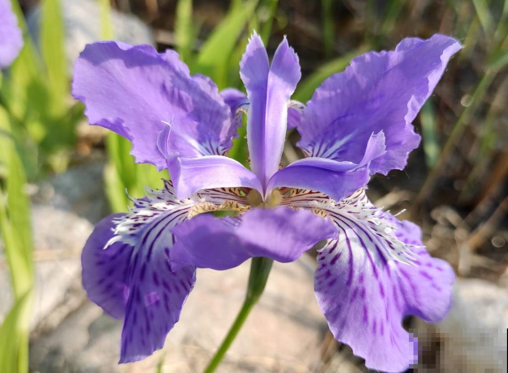 80种常见花卉，读过后，花名难不倒你