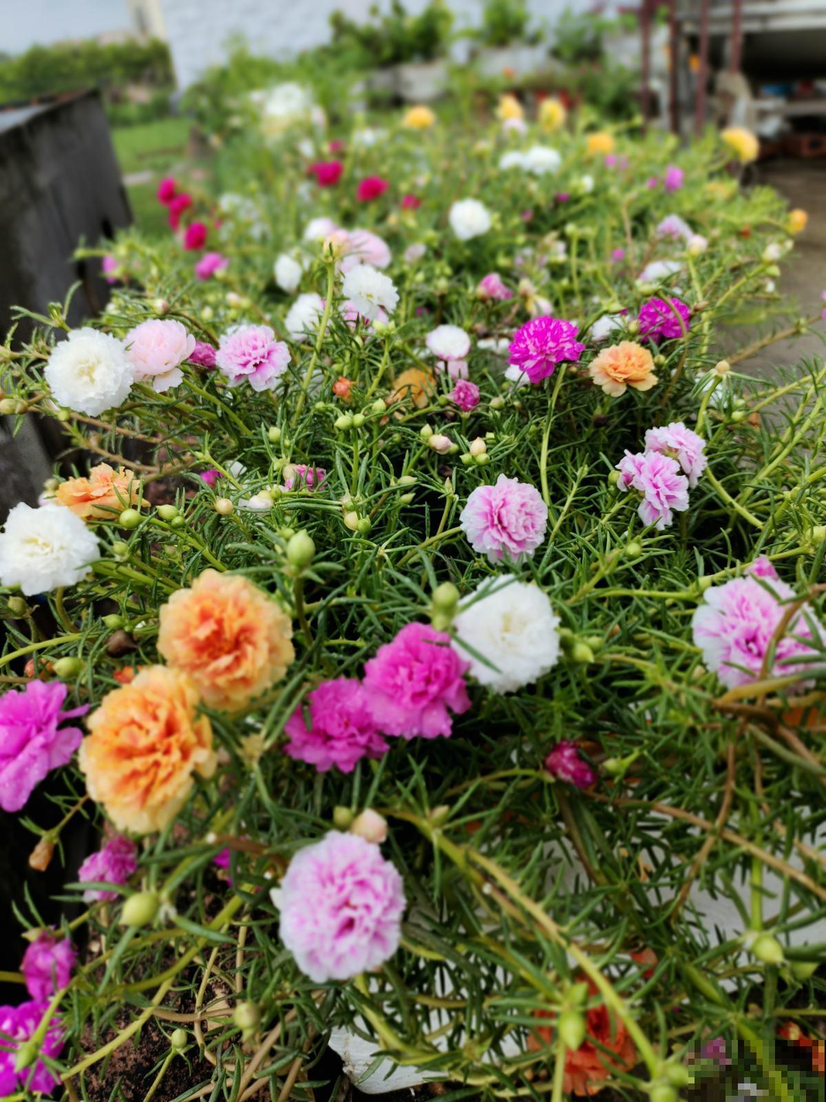 夏天要养耐热花，35度高温都能开花，超级耐晒