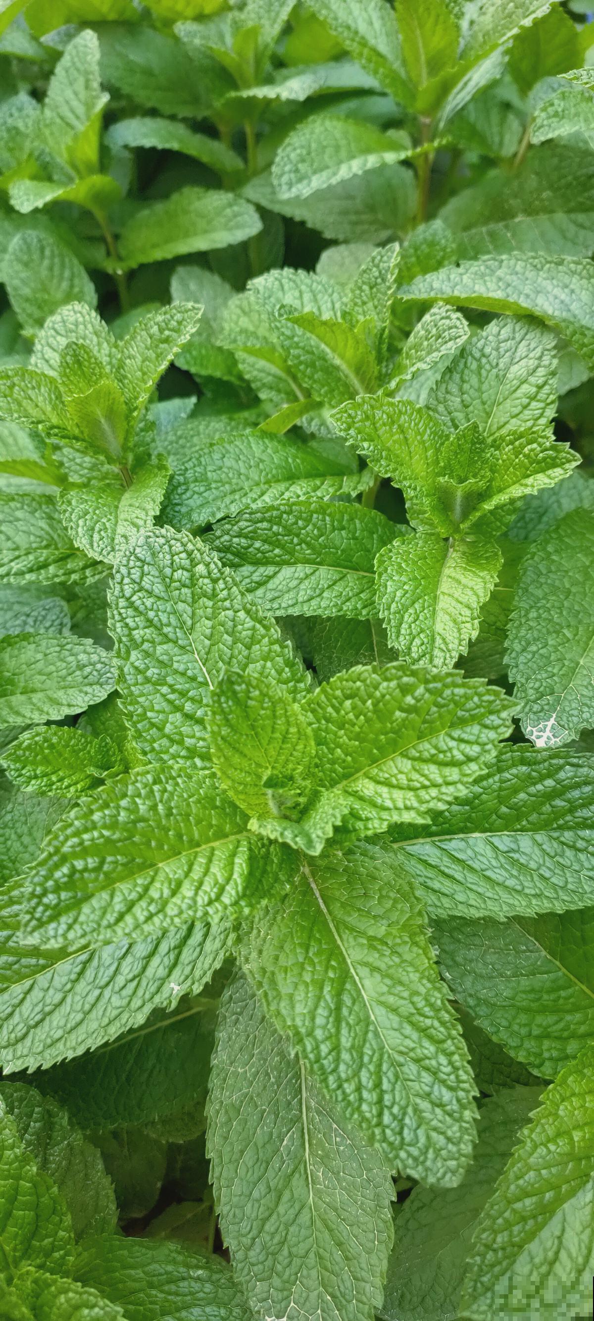 薄荷不用买，扦插就能活，很快又能长一盆！