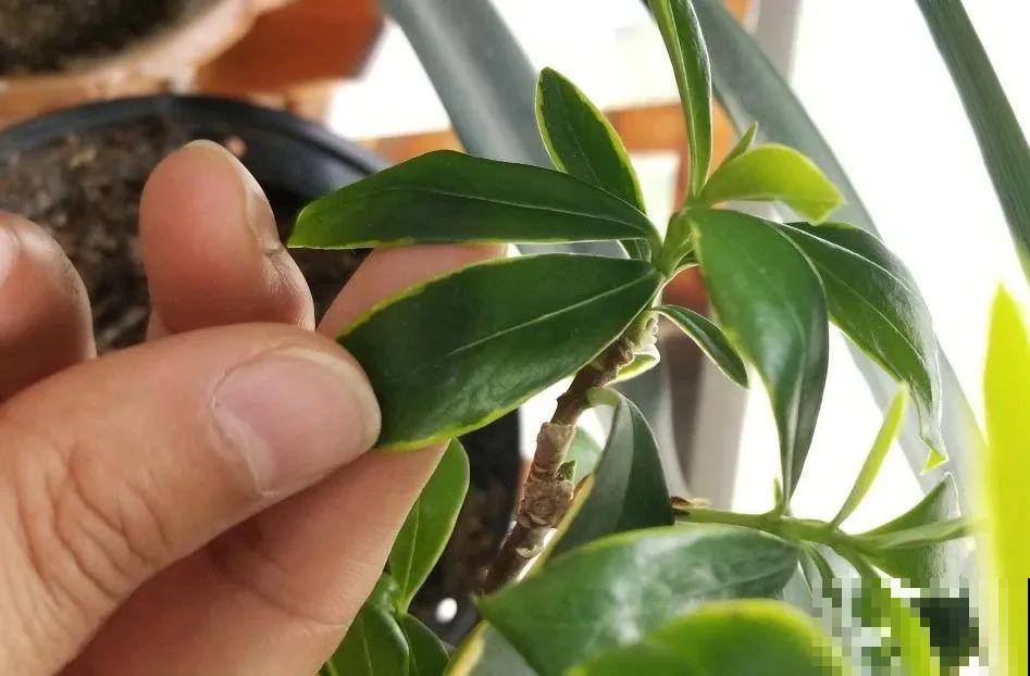 天热了,8种花要休眠,要少浇水 天热了,8种花要休眠,要少浇水