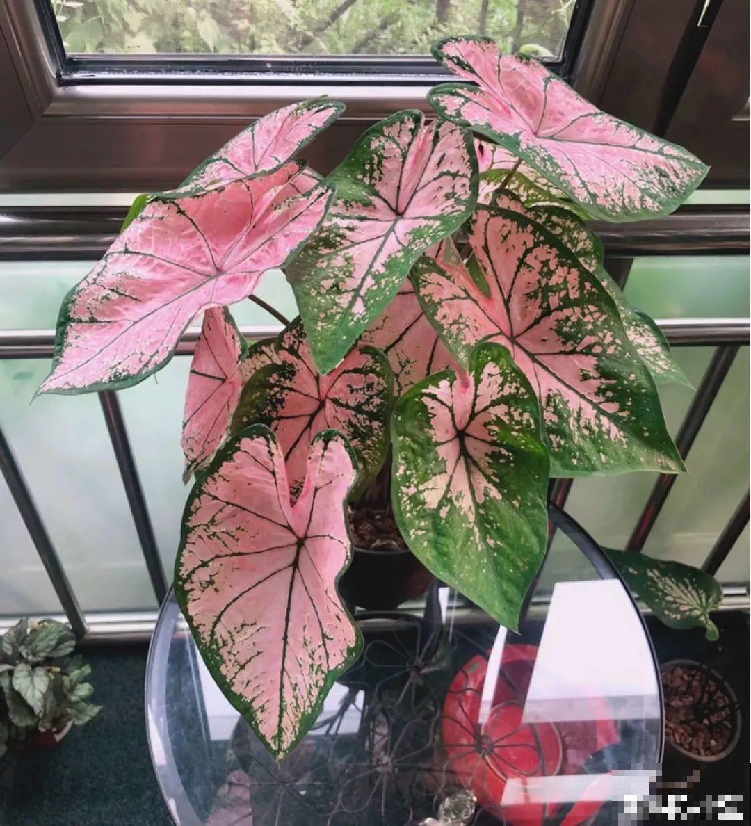 28种耐阴花，没光也能开爆盆，养在家里超有范儿