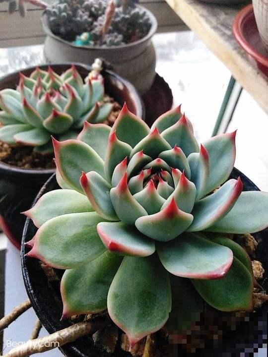 多肉不想“夏必死”，现在就要做准备，不然夏天只剩下空盆