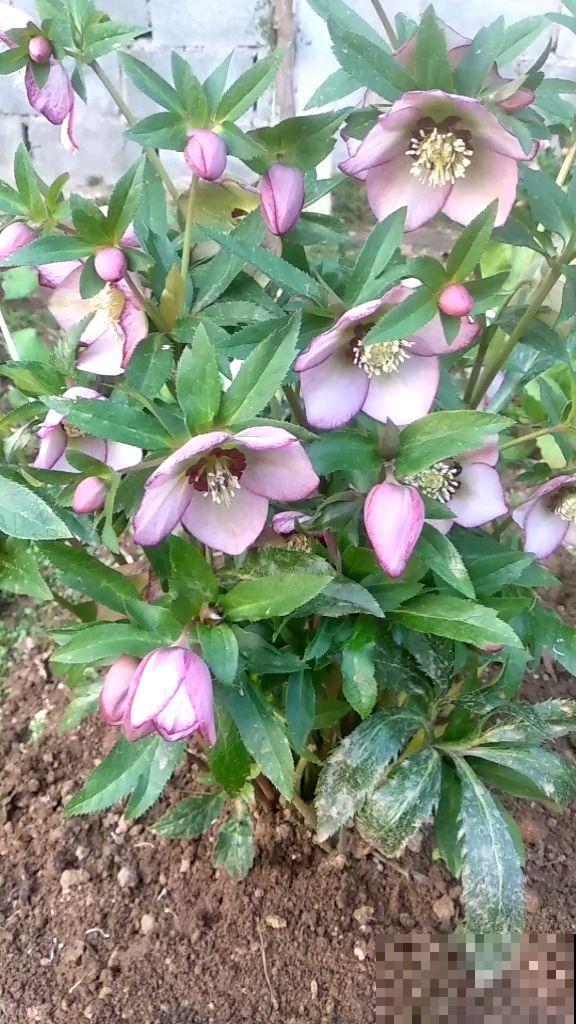 铁筷子非常小众，耐阴又耐寒，养护方法一定要掌握好！