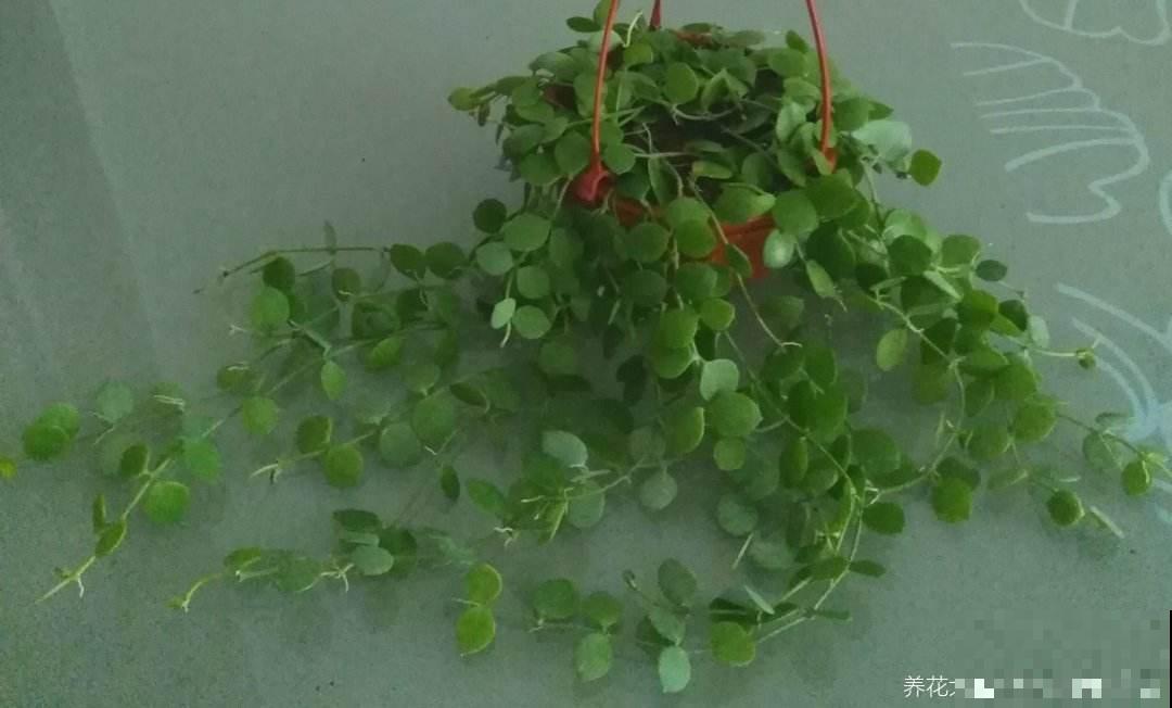 适合养在阳台的4种花，简单打理，轻松长成遮阳帘！