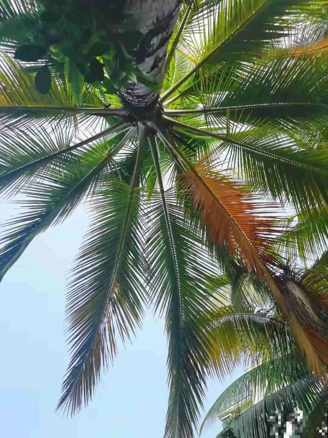 医院大门口,一男子竟被一片叶子砸晕,这叶子可真够大的 医院大门口,一男子竟被一片叶子砸晕,这叶子可真够大的