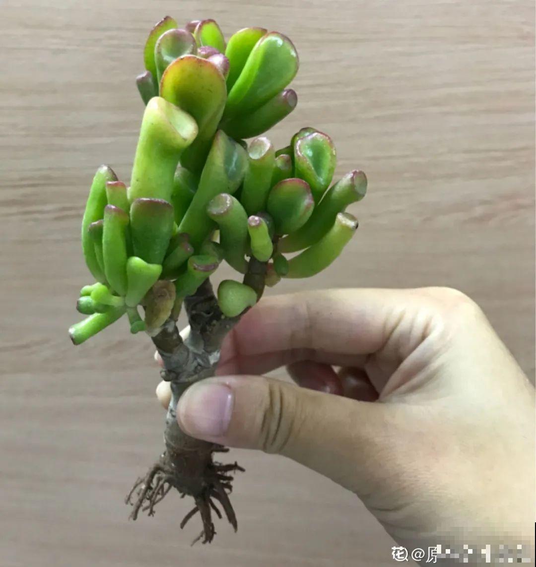 温度差不多稳定了,要准备给多肉换盆,记住这7个步骤 温度差不多稳定了,要准备给多肉换盆,记住这7个步骤