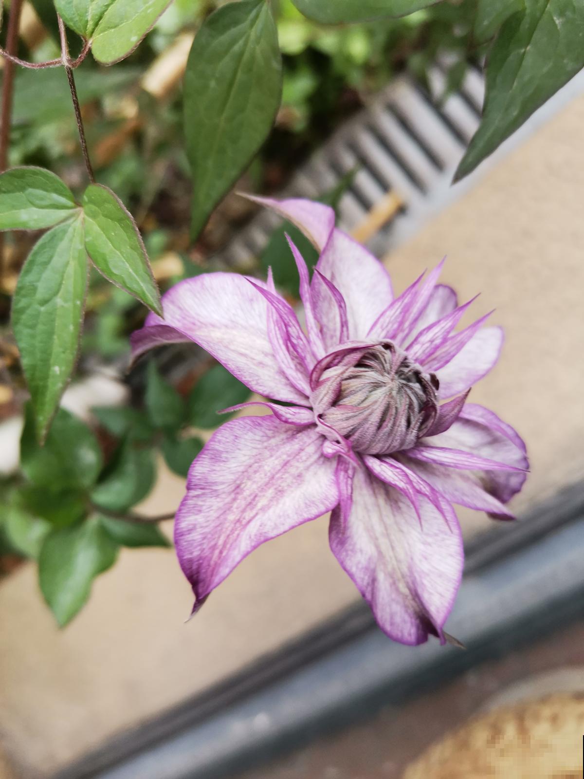 3种花购时不能贪便宜，很容易买到假货，还可能投诉无门