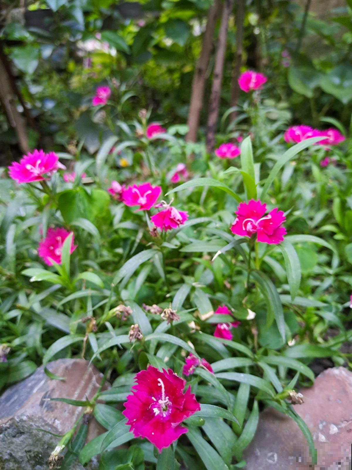 从古至今，关于养花人的称呼真不少，你喜欢哪个?