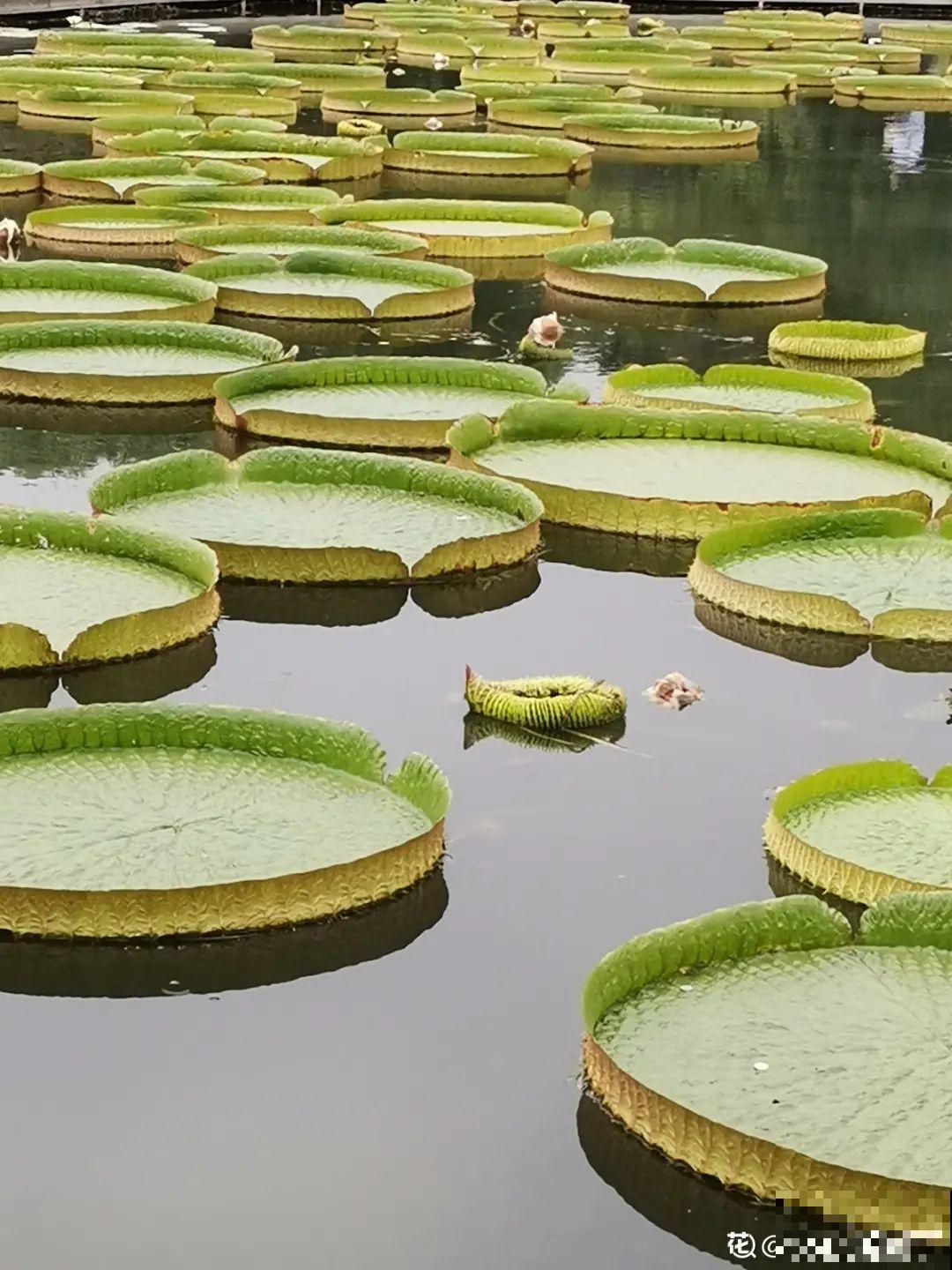 10种花夏天喝水多,多浇水,很快爆满一大缸 10种花夏天喝水多,多浇水,很快爆满一大缸