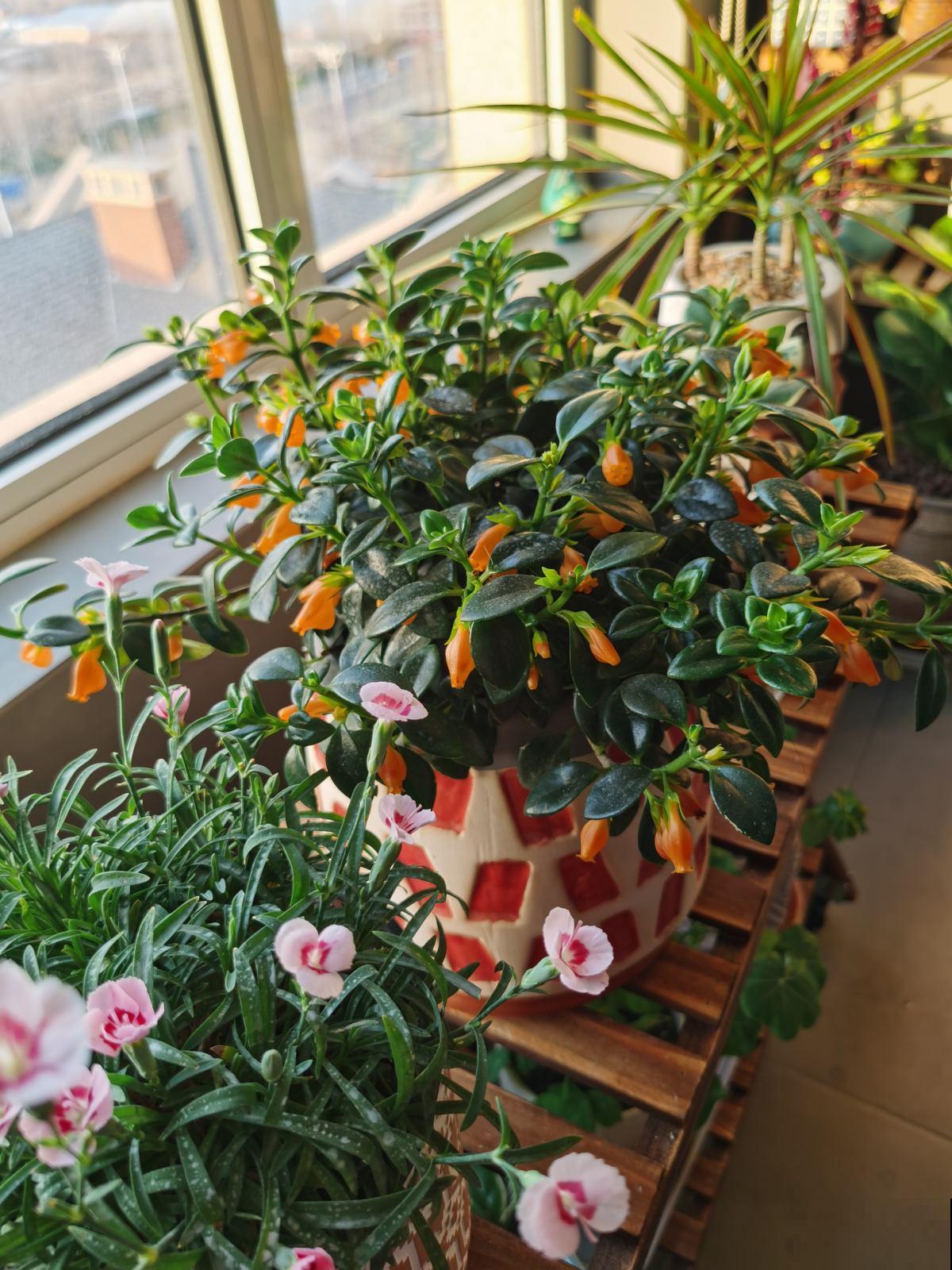 沾土就活的花，叶子掉土里，呼呼蹿出小肉芽