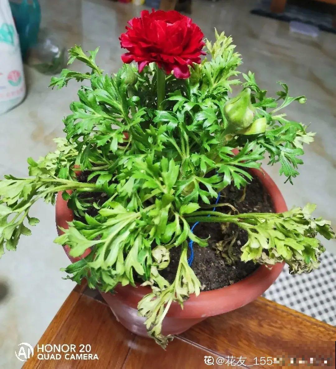 公认的难养花，买一盆死一盆，原来是被动了手脚…