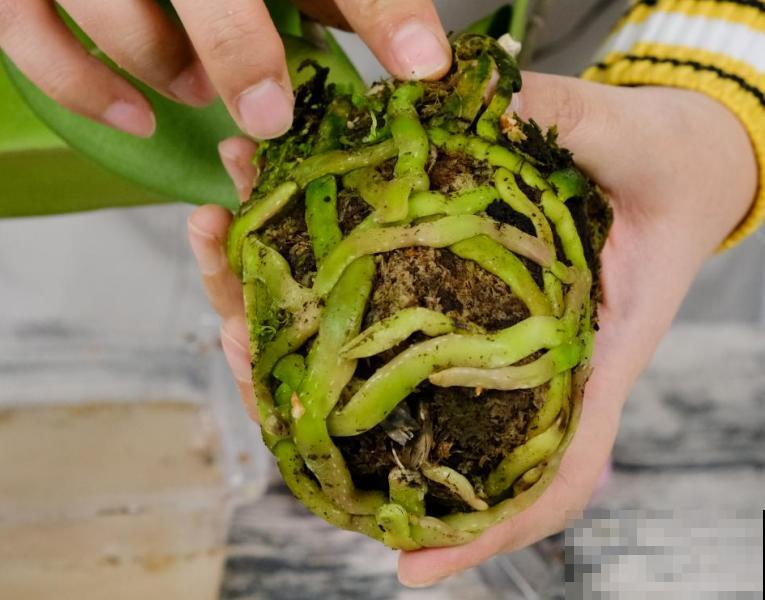 蝴蝶兰现在还不换盆，水苔容易发霉 ，越长越差劲