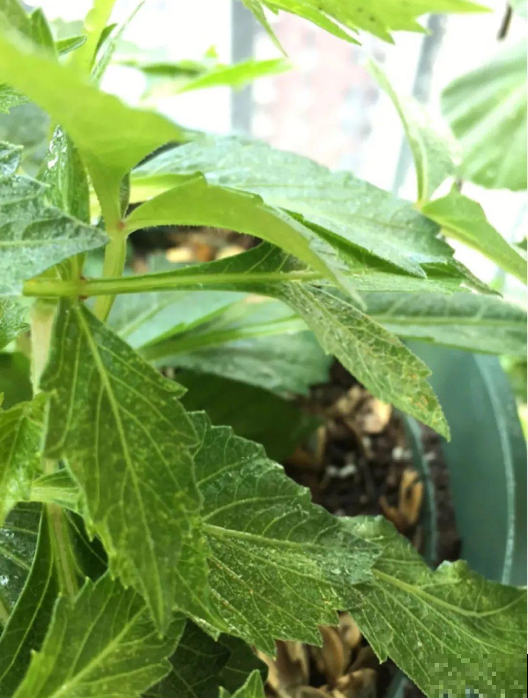 公认的难养花，买一盆死一盆，原来是被动了手脚…