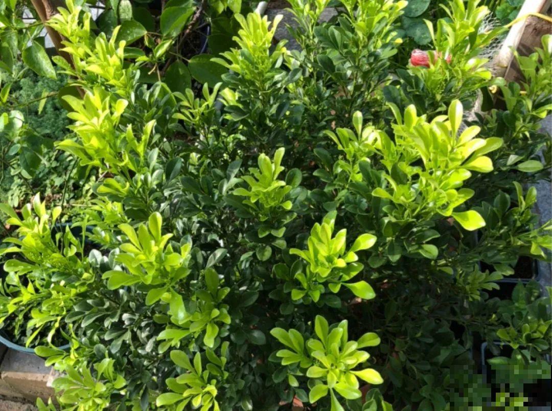 春天肥料要用对，根据植株种类施，效果更好