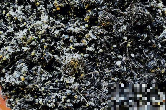 玉米棒子插水里，比绿植长得快，长成清新小盆栽