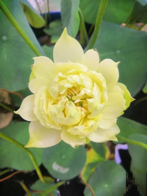 适合养在家里的水生植物，夏天呼呼开花，气质优雅独特