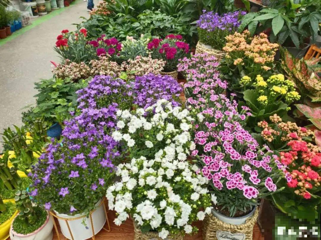 花市里买花，巧认识“激素苗”，买花不上当