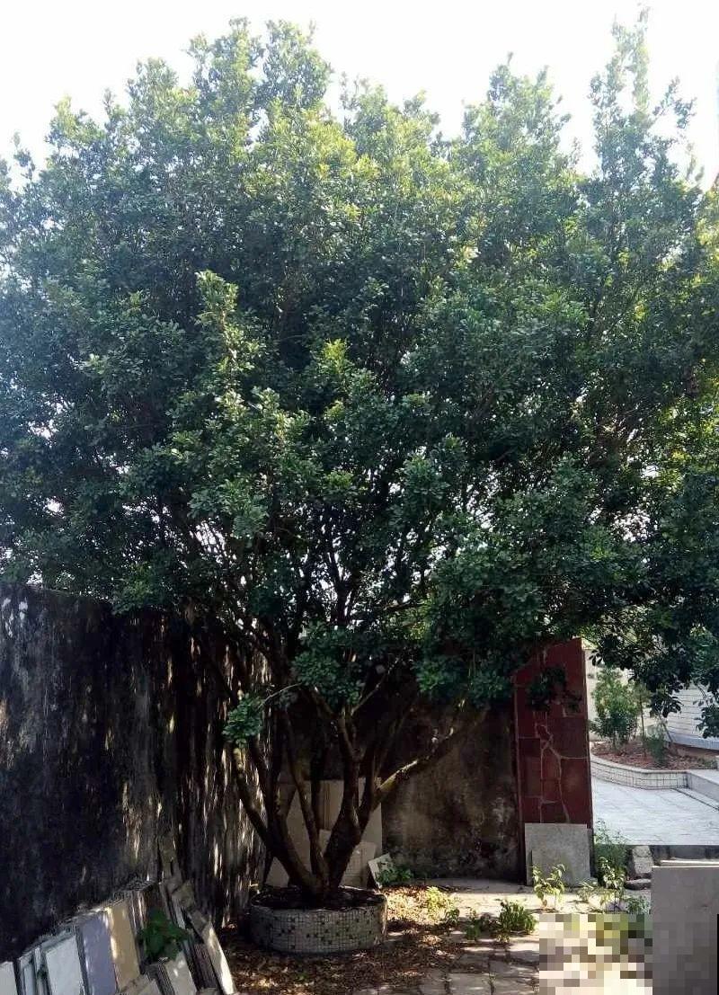 30米高三角梅，千年的紫藤树···5种花越老越值钱