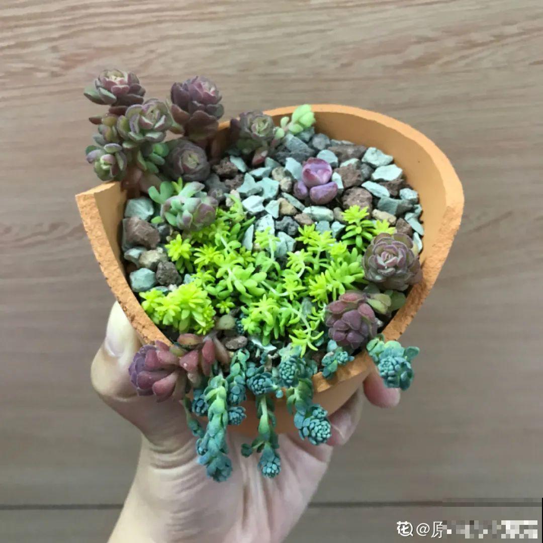 温度差不多稳定了,要准备给多肉换盆,记住这7个步骤 温度差不多稳定了,要准备给多肉换盆,记住这7个步骤