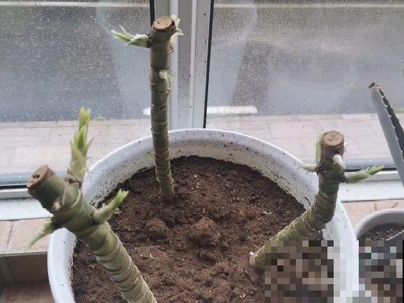 7种花要赶紧砍头,一头变多头,长得是真旺 7种花要赶紧砍头,一头变多头,长得是真旺